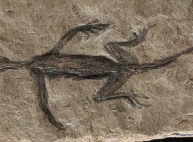 Et fossil av et dyr med lange armer med fingre og bøyde bein med tær, samt hale. 